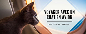 voyager avec un chat avion prix conseils
